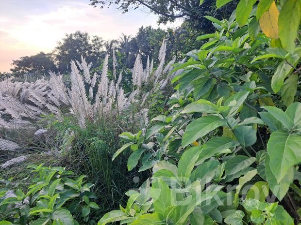 রুপগঞ্জে ৩ বিঘা (৬০ কাঠা) কমার্শিয়াল জমি বিক্রয় - Feature 1