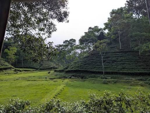 30 decimal organic tea & fruit orchard land in sreemangal hill district